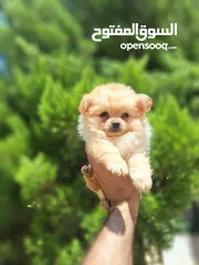  2 بومارينيان تيكب أصغر حجم مستوى عالي جدا pomeranian t_cup