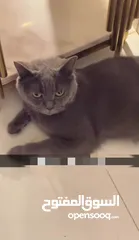  1 قط للبيع بريطاني