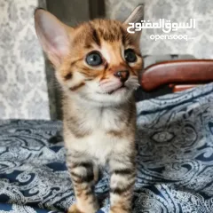  1 قطط بنغالية صغيرة جميلة متاحة