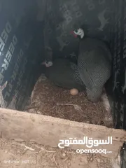  5 جاج وحبش وفرعوني