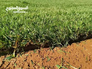 9 نجيل طبيعي m5 نخب أول و نجيل دايكوندرا أمريكي نخب أول