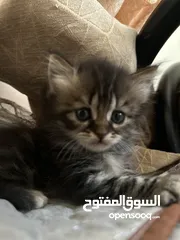  5 قطط موليد ام هيمالايا مجاناً للجادين فقط