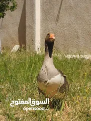  3 جوز وز حجم جامبو للبيع او للبدل على جاج بياض او ارانب موجود في جرش