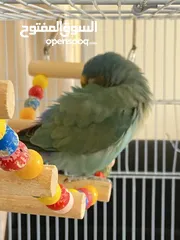  6 بيع طير اللوف بيرد-lovebird - طير الحب - لون أخضر - لطيف و أليف جدا -