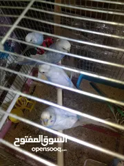  8 اللبيع 3جواز حب اللبيع اربد دوار صحاره مع 3كواخ وقفص 3معالف