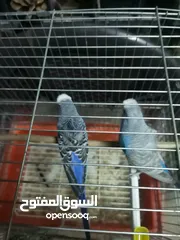  7 كوم عصافير للبيع