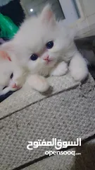  15 Available kittens for sale high quality breed Cats (Silver British breed & Scottish straight breed.)