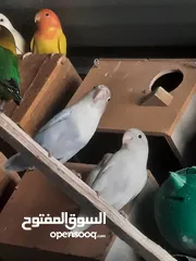  6 جوز فيشر شغال لون مميز ازرق فاتح للبيع
