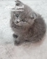  1 Scottish Fold Kitten