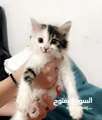  2 قطط مكس انغورا وشيرازي للبيع بسعر مناسبب جدا وقابل للتفاوض اكيد