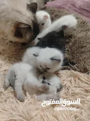  8 كتن هملايا