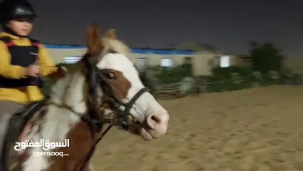  7 حصان فلسطينى(Stallion) للاقتناء و الركوب