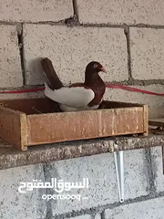  7 جواز مكابي نخب كله شغال