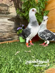  2 متاح جواز البيع