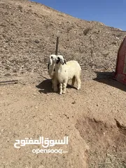  1 حمله بيور اصل