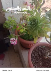  6 طاولتين خشب للبيع