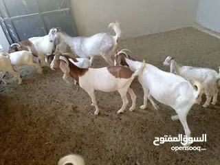  11 ماعز خليط موجود كمية