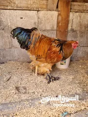  4 ديك براهمي بف انتاج البيك اهالي مستوردة بعمر 8 شهور