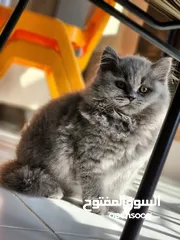  8 كتنز للبيع. Kittens for sale