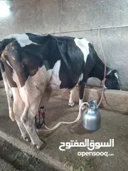  7 ابقار ضحايا للبيع