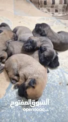  3 جراو مالينوا الأصل  للبيع  عمر عشرين يوم