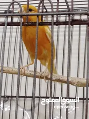  3 حبه بصلاة على النبي طول ورفع للبيع او للبدل على ذكر مخملي جاهز بدون قفص