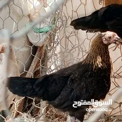  11 فراخ للبيع السلط