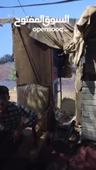 6 كشك للبيع  +ثلاجه