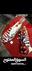 16 shoes football original nike w adidas w puma اسبدرينات فوتبول حذاء كرة قدم