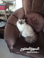  2 ذكر هيمالايا أليف للبيع