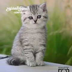  9 نشتري قطط سكوتش وبريتش الإعمار من شهرين ل3