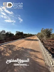  5 نمر_أراضي_زيتون  مثمرة ومعمّرة في أرقى مواقع دير غزالة  جنين