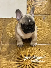  6 French bulldog