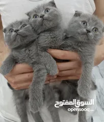  5 قطط سكوتش فولد العمر 55 يوم شورت هير