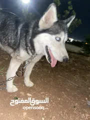  1 كلبه هاسكي للبدل عحمام