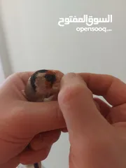  5 متاح حساسين  فحول واناتي