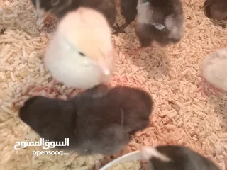  6 صيصان بلدي للبيع صحه نظيفه