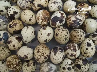  6 بيض فري سوبر جامبو مخصب ومكفول 80/100