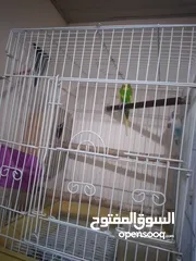  3 bajergar  Parrot