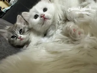  4 شيرازي بيور للبيع بسعر مغري