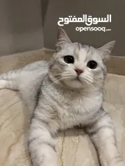  3 قط شيرازي مميز و هادىء