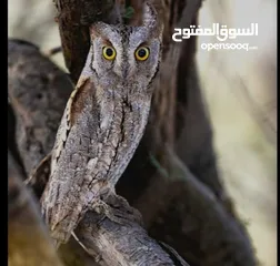  9 حاجات حلوه