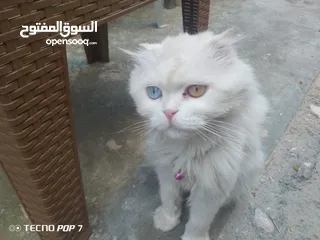  1 للبيع والبدع العصافير