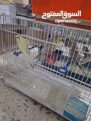  10 غرفة طيور حب هوغو وبردات انكليزي على هوغو للبيع بسعر حرق