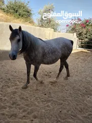  2 فرس بدوية وسط خيل العمر 8 سنوات