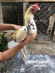  2 طيور باكستانيه للبيع اللون ميتا و ابيض