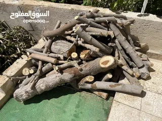  1 حطب شجرة توت