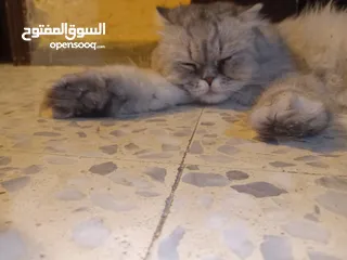  7 قطه هملايا انثى