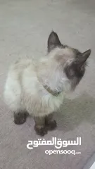  3 قط birman إليف عمره اكثر من سنة للبيع