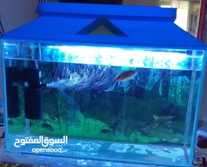  2 one fish aquarium with one gold fish